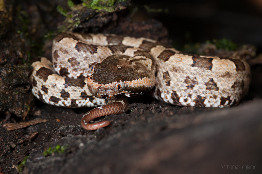 Chinese Mountain Pit Viper