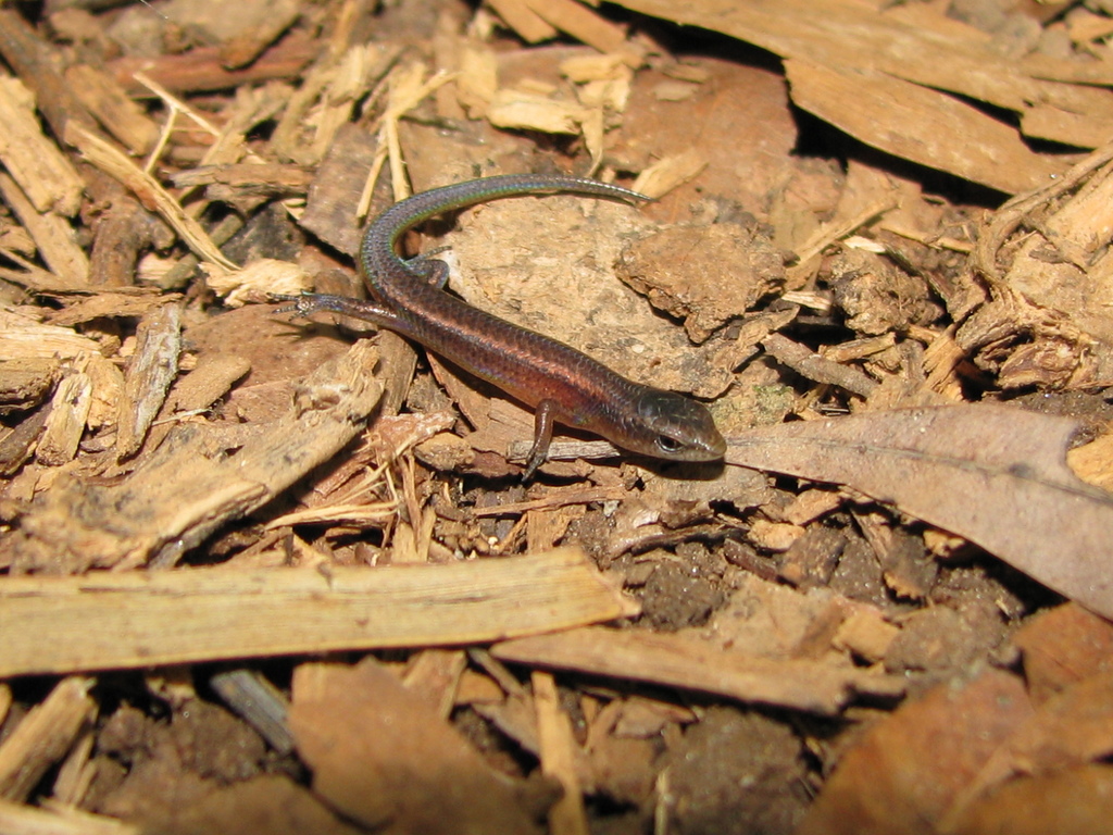 Eastern Cape Litter Skink