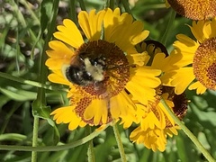 Bombus californicus