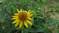 Tetragonotheca texana