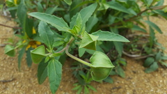 Tetragonotheca texana