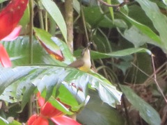 Arachnothera longirostra