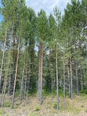 Pinus sylvestris