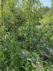 Rumex gmelinii