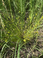 Carex bohemica