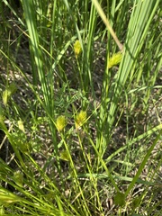 Carex bohemica