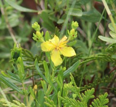 Hypericum kalmianum