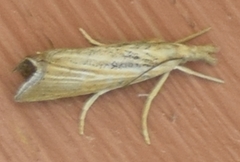 Pediasia dorsipunctellus