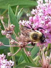 Bombus griseocollis