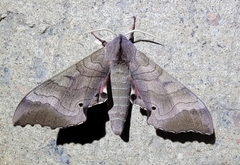 Marumba maackii