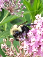 Bombus griseocollis