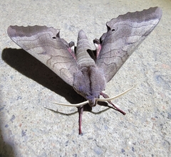 Marumba maackii