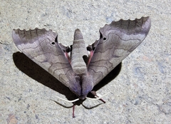 Marumba maackii