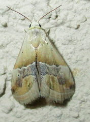 Eublemma parva