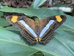 Adelpha iphicleola