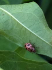 Coleomegilla maculata