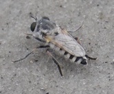 Laphystia