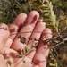 photo of Velvet Mesquite (Prosopis velutina)