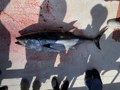 Thunnus orientalis