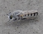 Laphystia