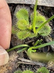 Burchardia umbellata