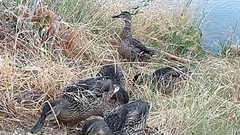 Anas platyrhynchos