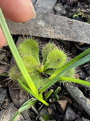 Burchardia umbellata
