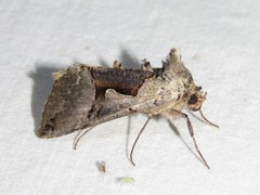 Autographa ampla