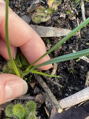 Burchardia umbellata
