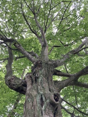 Carpinus caroliniana
