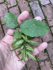 Carpinus caroliniana