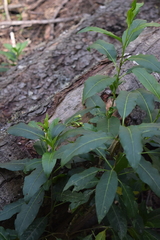 Cestrum anagyris