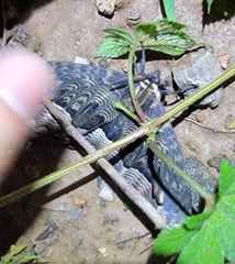 Brahmaea lunulata