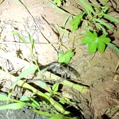 Brahmaea lunulata