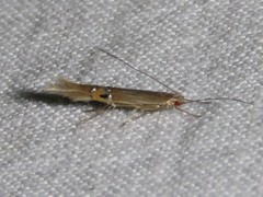 Cosmopterix fernaldella