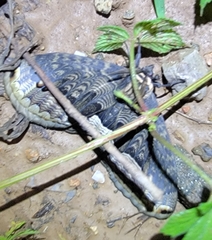 Brahmaea lunulata