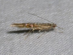 Cosmopterix fernaldella