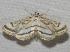 Parapoynx badiusalis