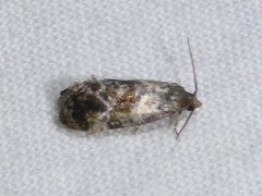 Cochylis punctadiscana
