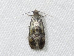 Cochylis punctadiscana