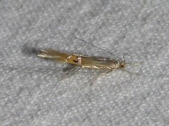 Cosmopterix fernaldella