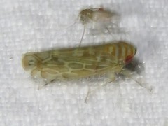 Paralimnus phragmitis