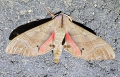 Marumba dyras