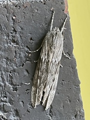 Capusa graodes