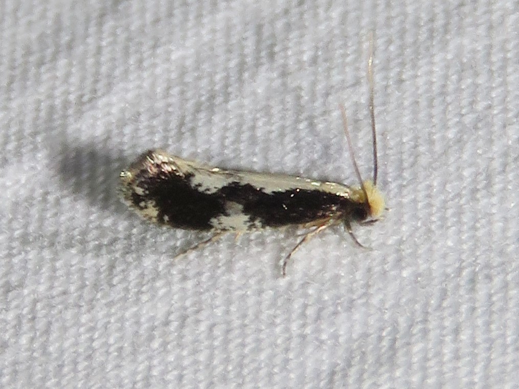 Skunkback Monopis Moth