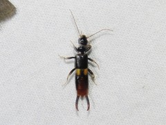 Marava arachidis