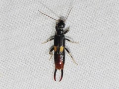 Marava arachidis
