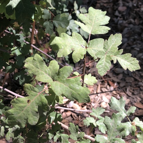 photo of Pacific Poison Oak (Toxicodendron diversilobum)