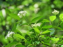 Cornus foemina image
