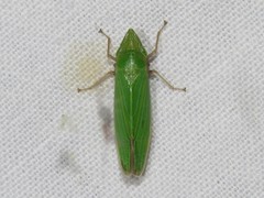 Draeculacephala robinsoni